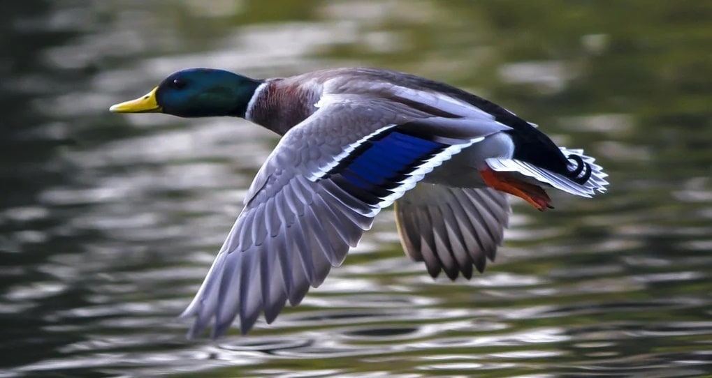 Découvrez le Parc des Oiseaux à Villars-les-Dombes
