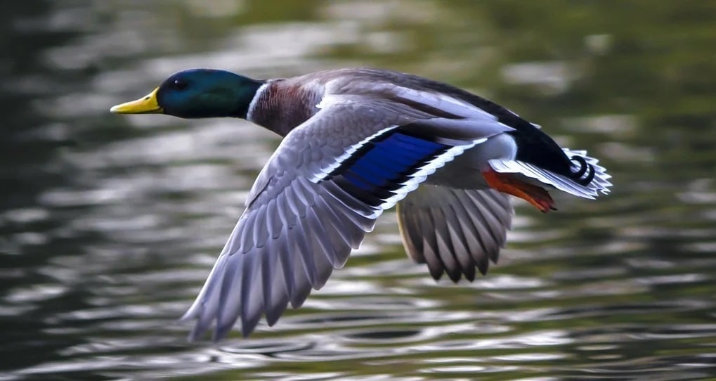 Découvrez le Parc des Oiseaux à Villars-les-Dombes